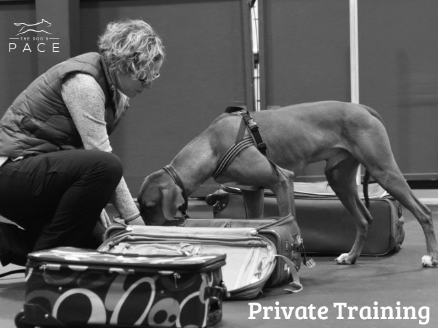 Private Nosework Training in Franklin, MA